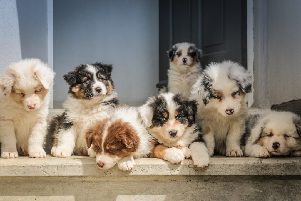 How to Open Yourself Up to Messages from Pets in the Afterlife: Tips for Pet Owners