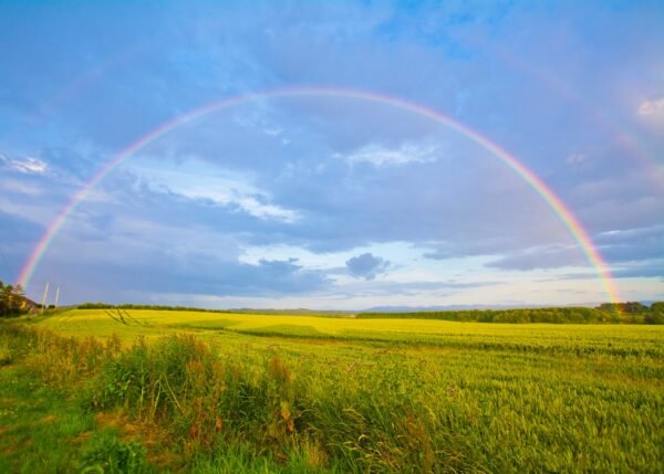 Pet Loss and Grief: Ease the Pain with a Pet Psychic