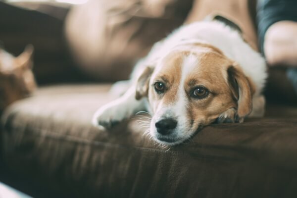 Pets in Heaven: What Do They Look Like in the Afterlife?